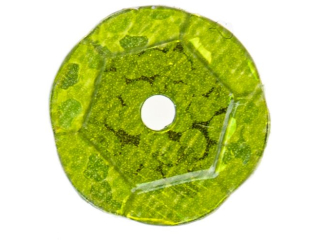 Cekiny hologramowe rozmiar: 8mm waga: 10g kolor: jasny zielony