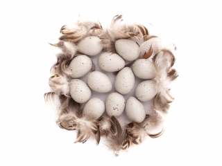 Jajka przepi�rcze & pi�rka DPCRAFT