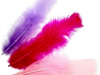 Pi�rka dekoracyjne puch mix kolor�w 8g kolory: liliowy, fuksjowy, blador�owy TITWLK26