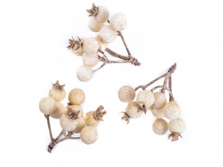 GA��ZKI Z JAGODAMI, 3 SZT. ECRU [opakowanie=6szt] BN-DLP