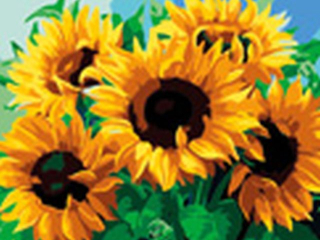 Malowanie po numerach 40x50cm S�ONECZNIKI poziomy