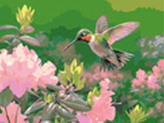 Malowanie po numerach 40x50cm KOLIBER poziomy