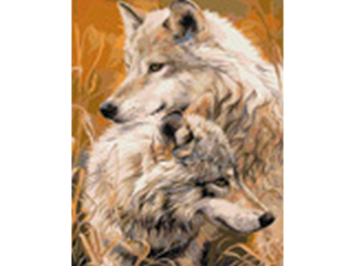 Malowanie po numerach 40x50cm WILKI pionowy