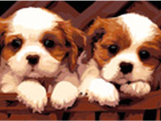 Malowanie po numerach 30x40cm DWA PSY poziomy