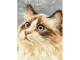 Malowanie po numerach 30x40cm KOT pionowy