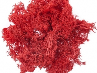 MECH CZERWONY, 30G [opakowanie=3szt] NZWR-DLP