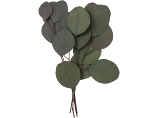 EUKALIPTUS POPULUS, 4 GA��ZKI, OK. 20 CM, ZIELONY NZWR-DLP