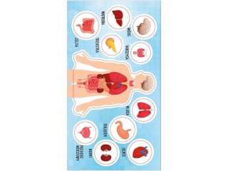 Naklejki RANOK Anatomia człowieka